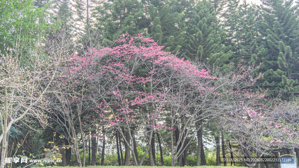 春日烂漫樱花林