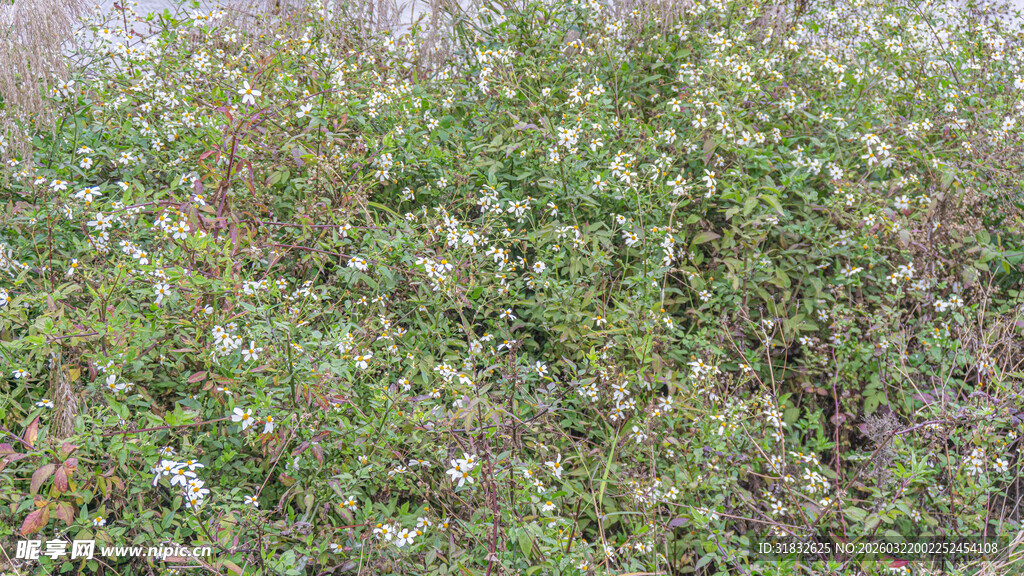野外繁茂的小白花植物