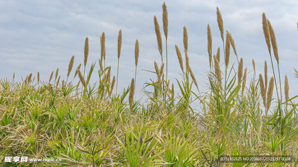 田野中的蓬勃野草