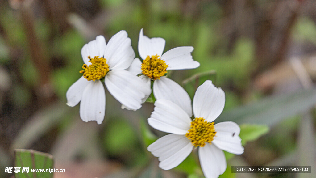 鬼针草 三朵小白花绽放