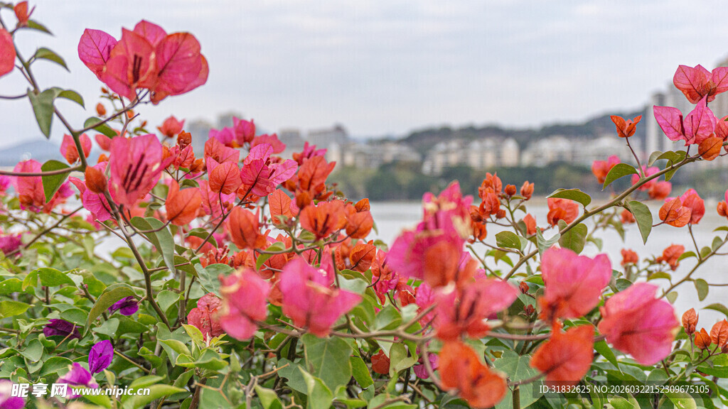 繁花绽放的美丽景致 三角梅