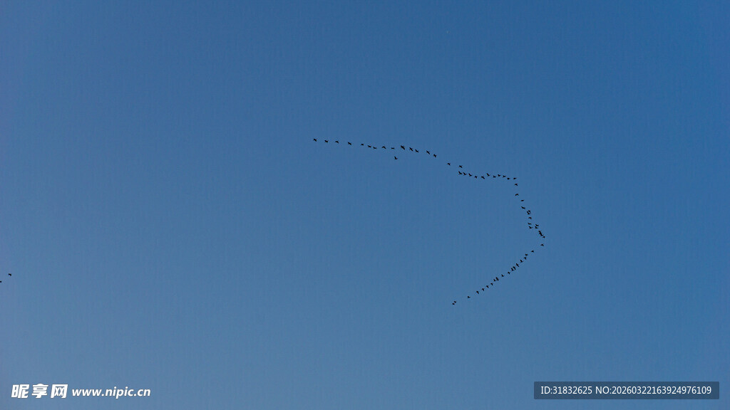 蓝天中飞翔的鸟群