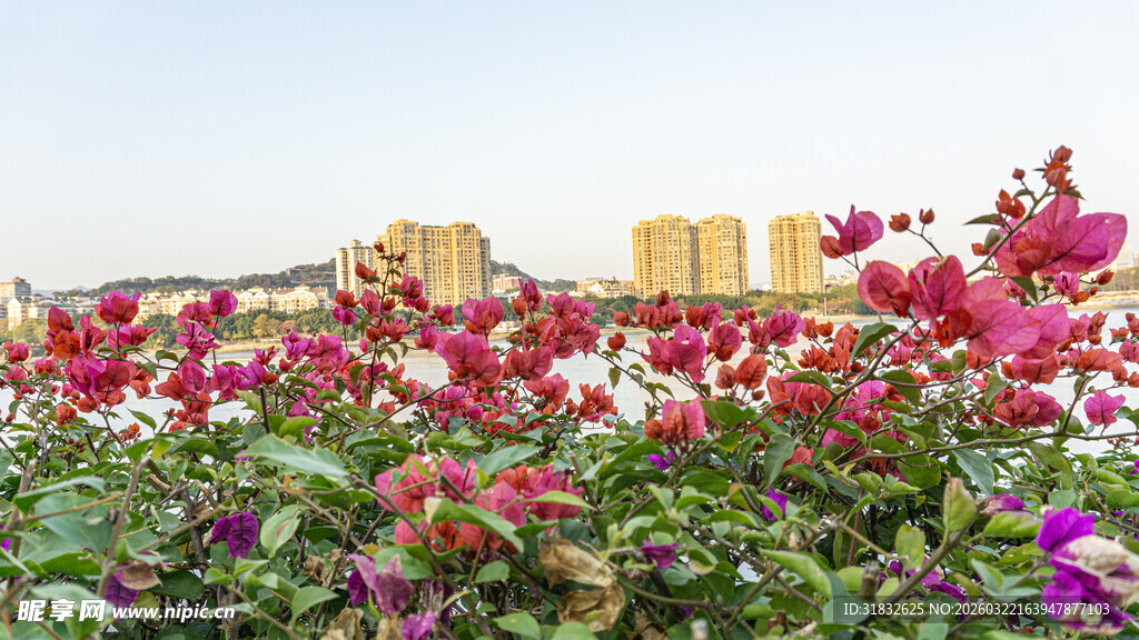 三角梅 多彩花卉绽放美丽花田