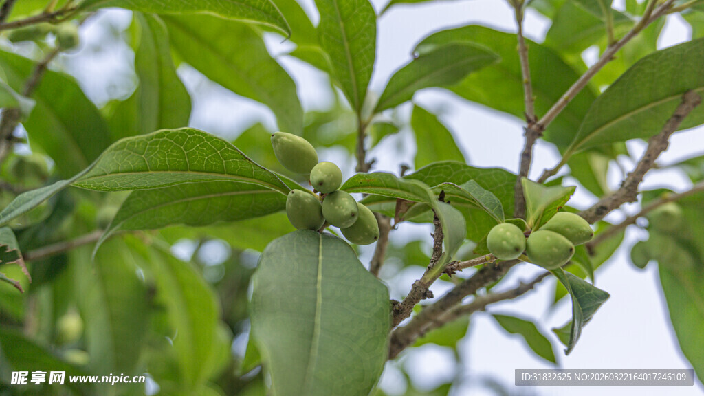枝头绿叶间的青涩果实