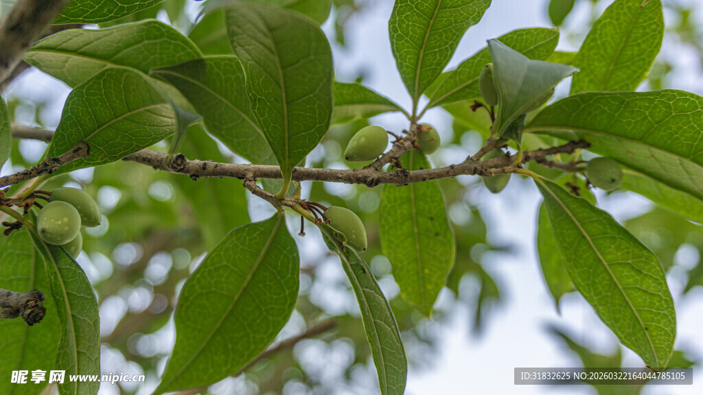 枝头翠绿叶片生机盎然