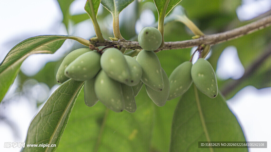 枝头青果待熟的清新景象