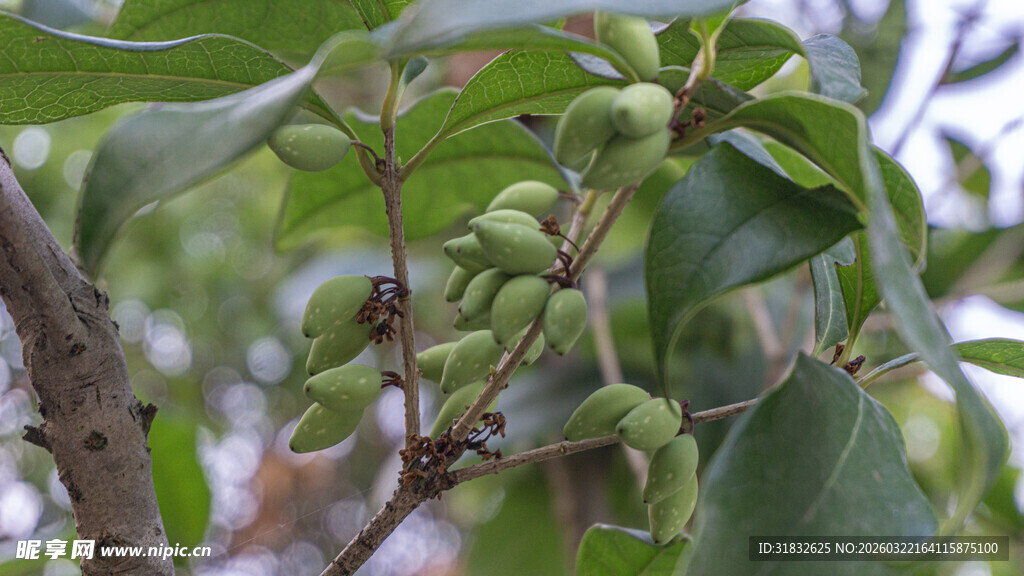 枝头绿叶间的青涩果实