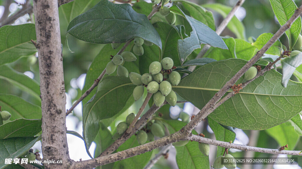 枝头青果挂于绿叶间