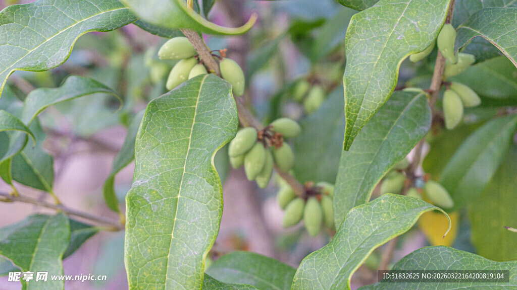绿色植物上的未成熟果实