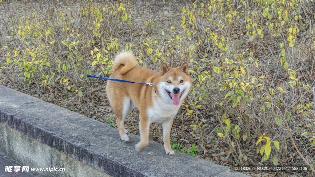 路边可爱柴犬