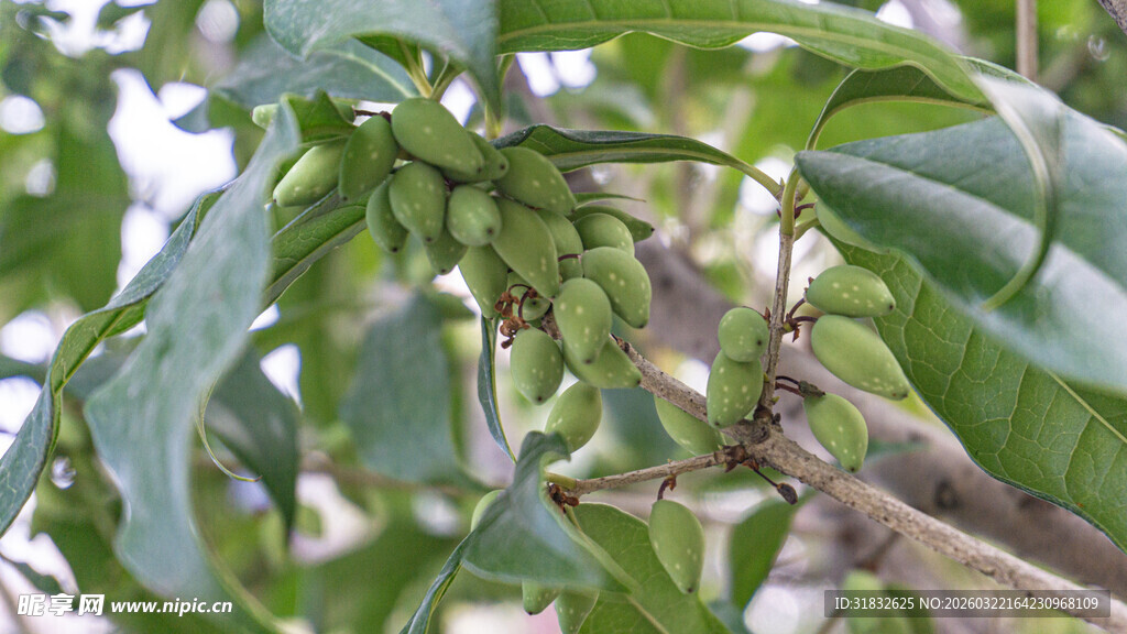 枝头的青果与绿叶
