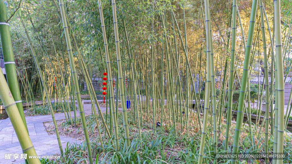 竹林小径的清幽景致