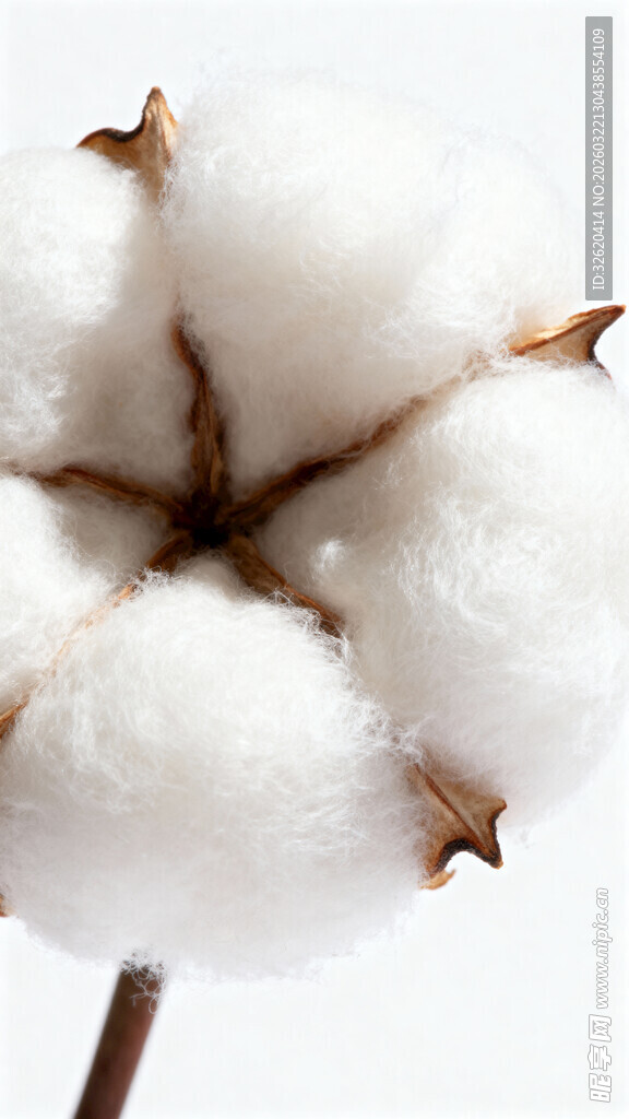 棉花