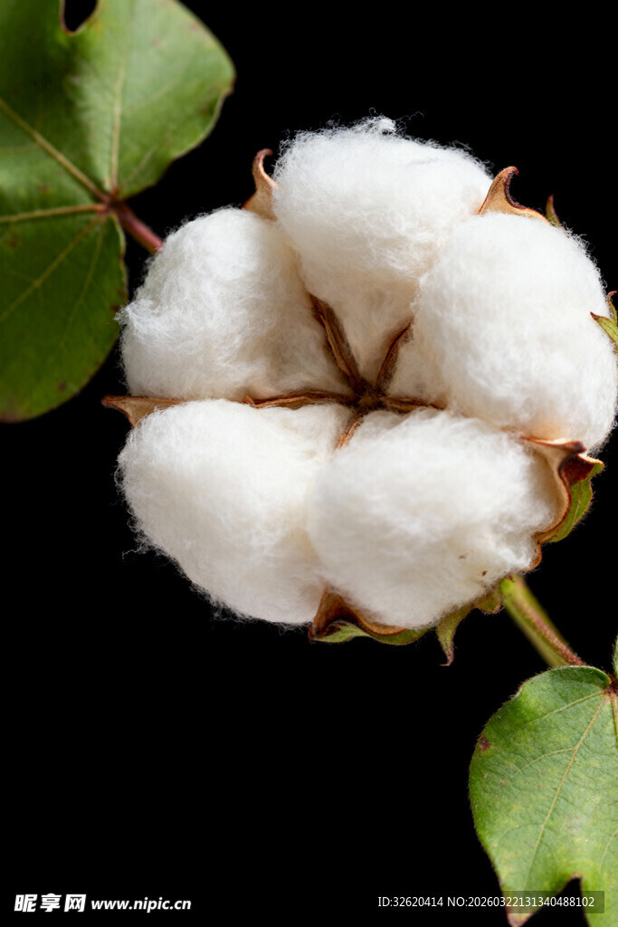 洁白棉花