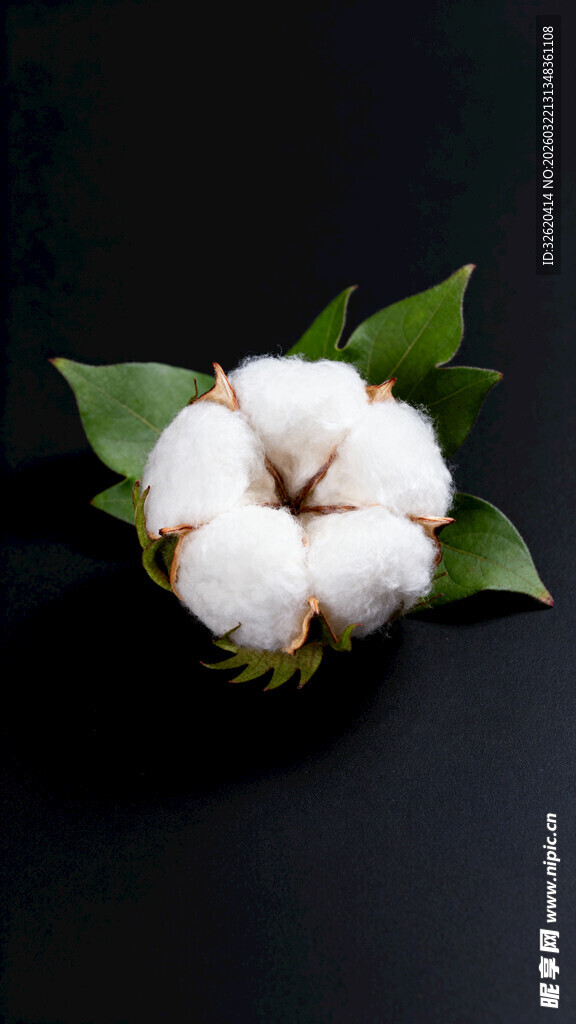 棉花