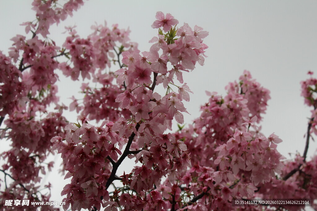 樱花