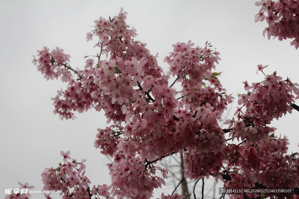 樱花