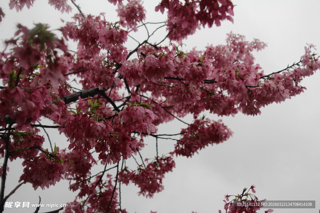 樱花