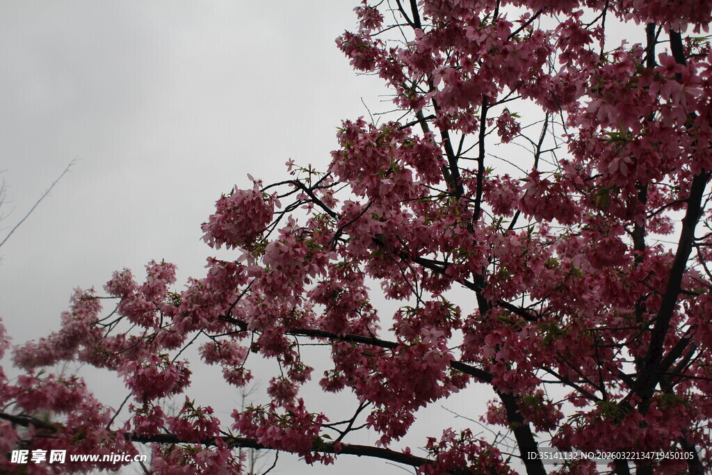 樱花