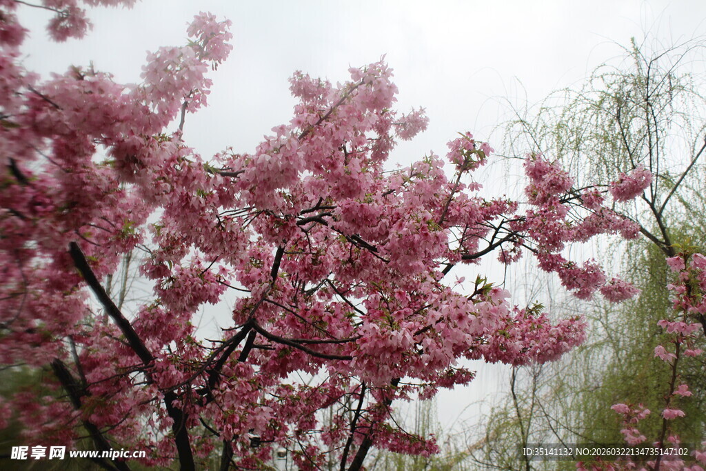 樱花