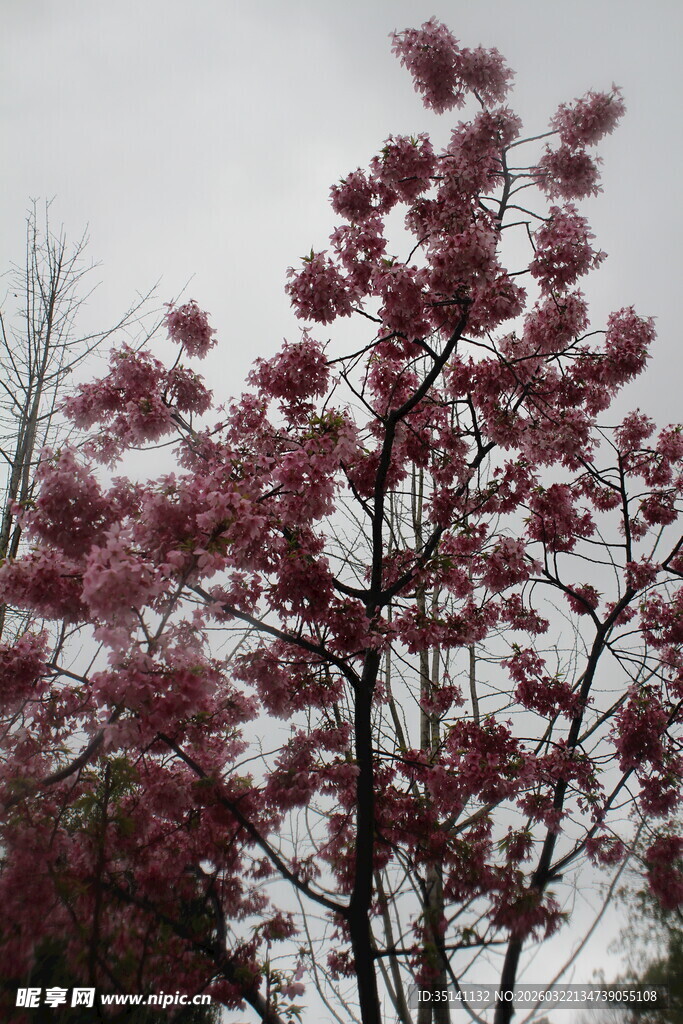 樱花