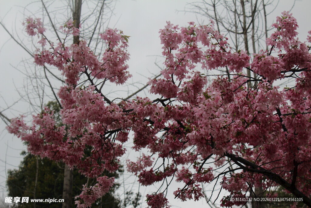 樱花