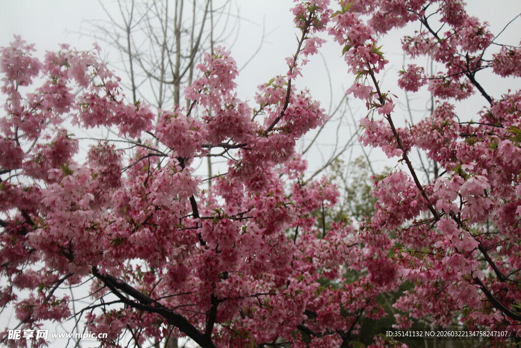樱花
