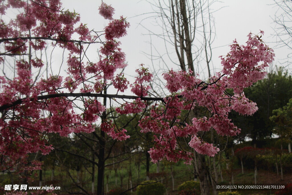 樱花