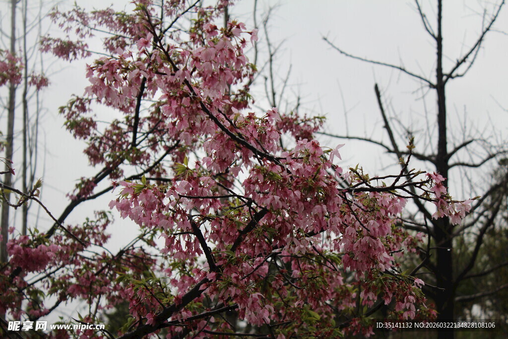 樱花