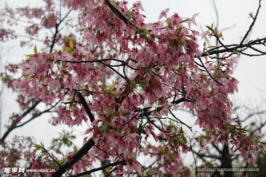 樱花