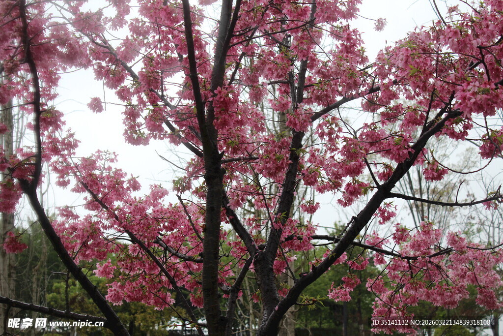 樱花