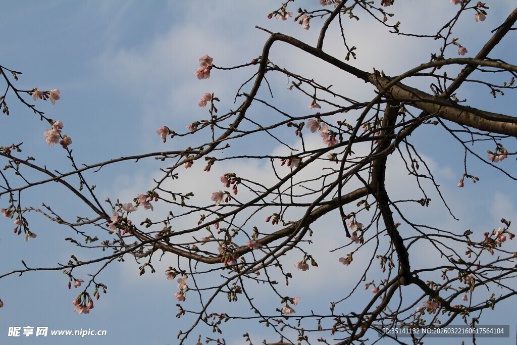 樱花
