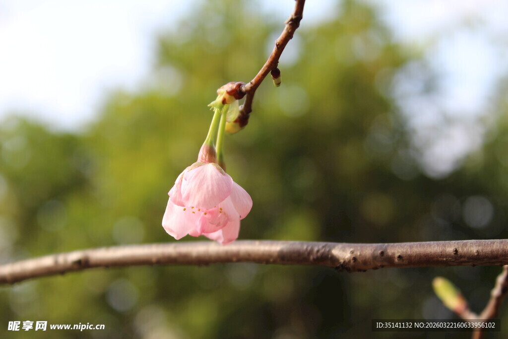 樱花