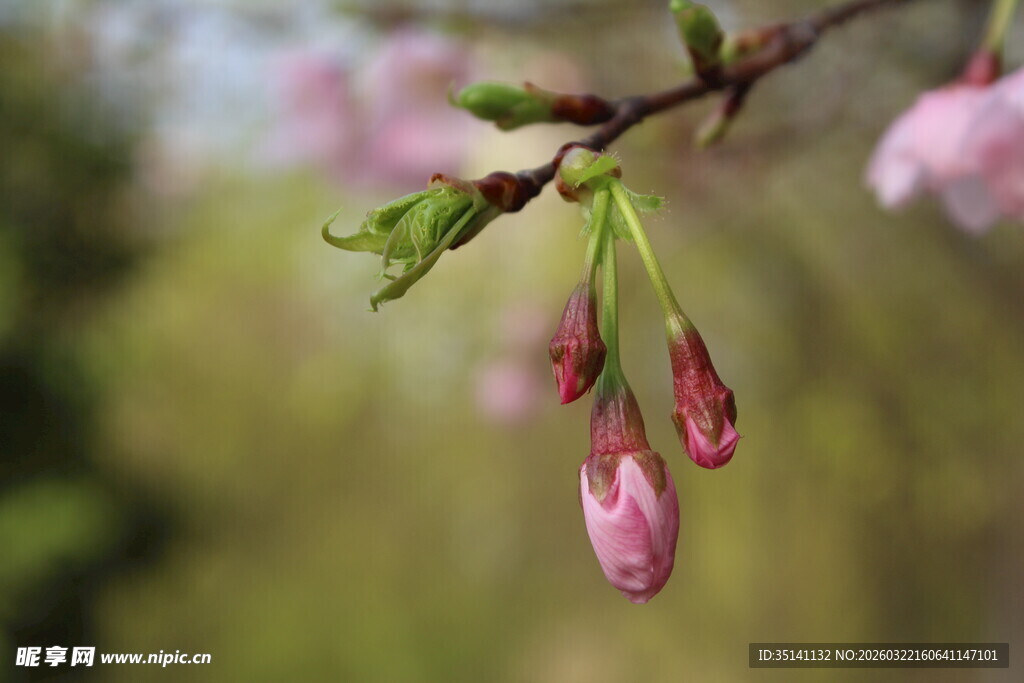 樱花