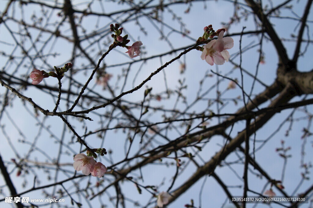 樱花