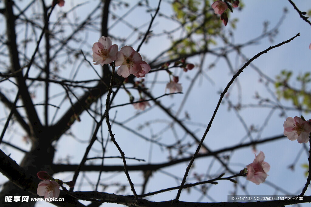樱花