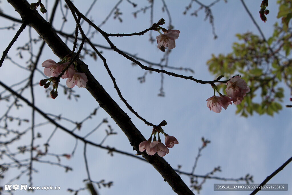 樱花