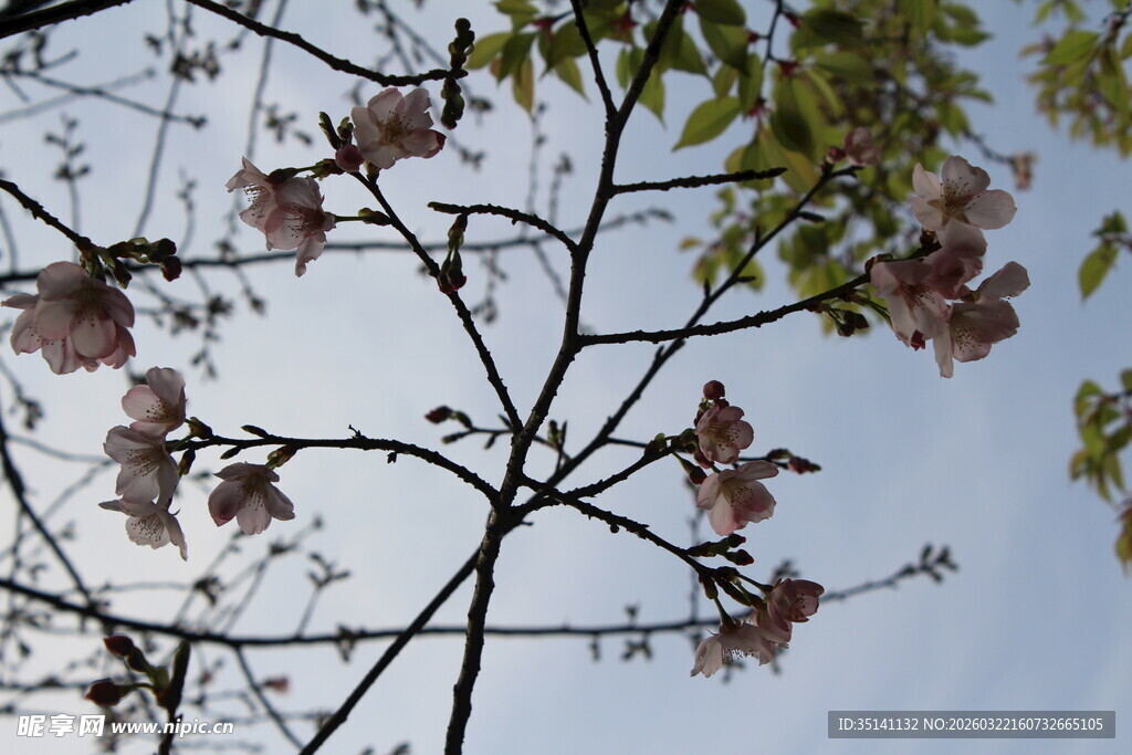 樱花