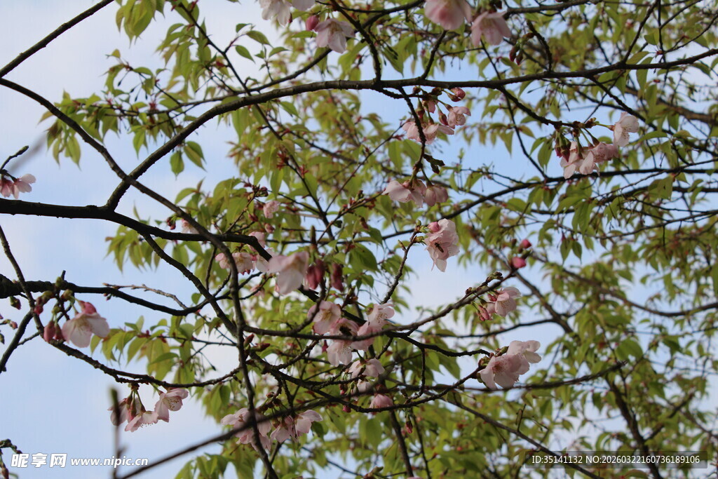 樱花