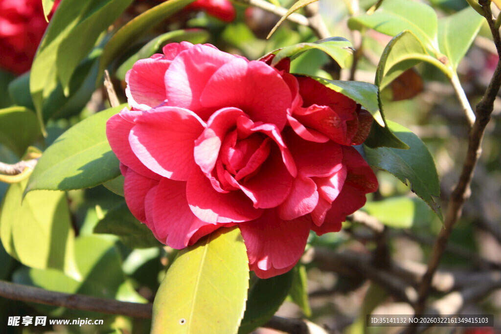 山茶花