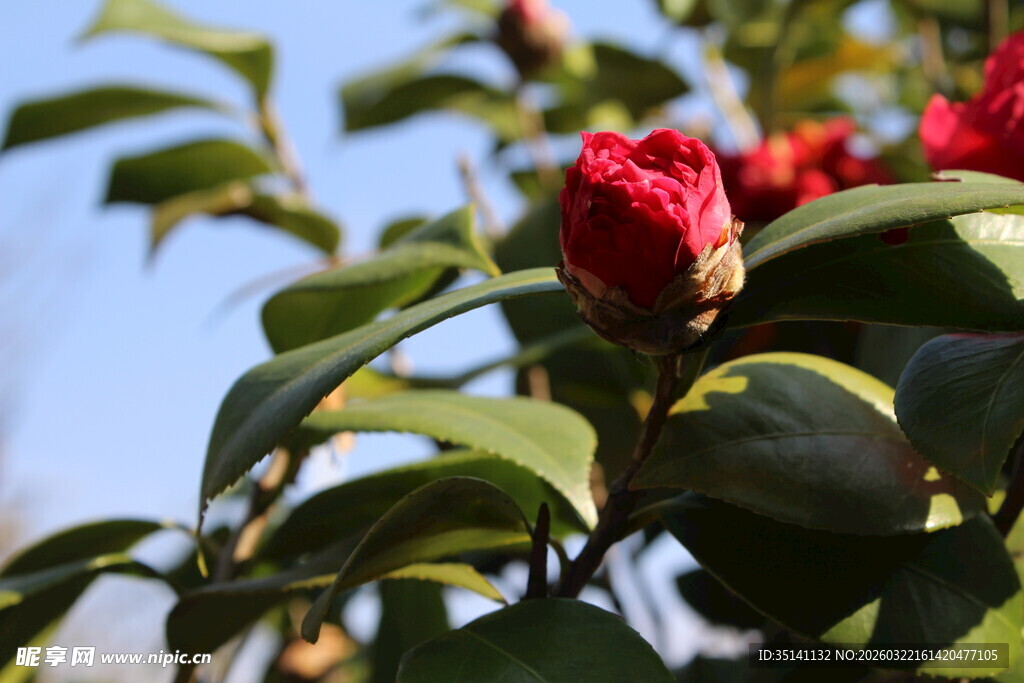山茶花