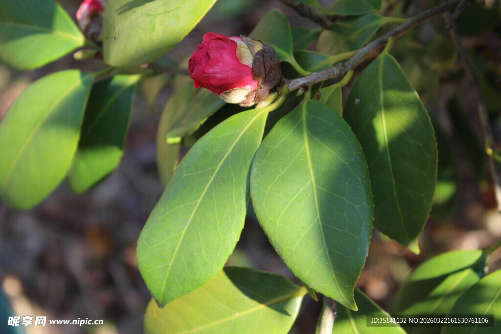 山茶花
