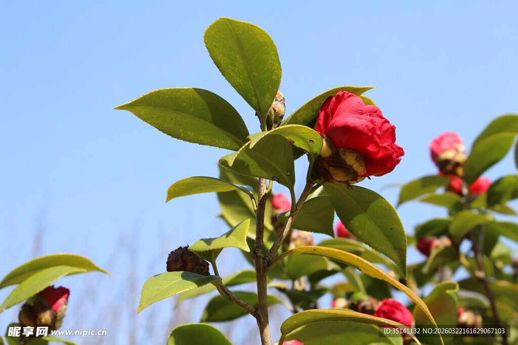 山茶花