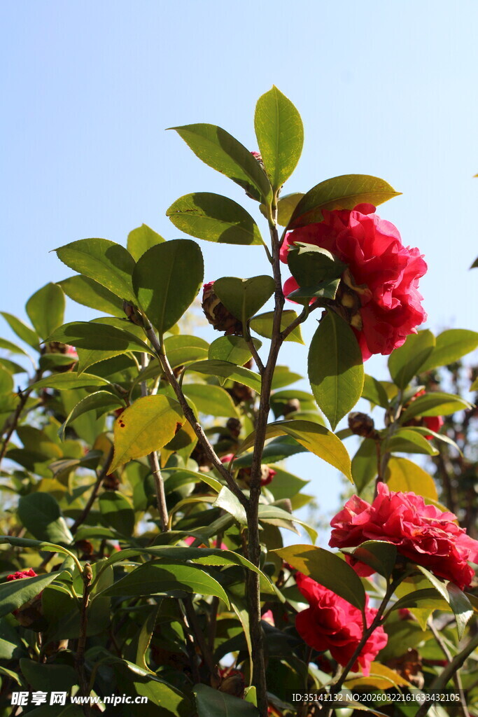 山茶花
