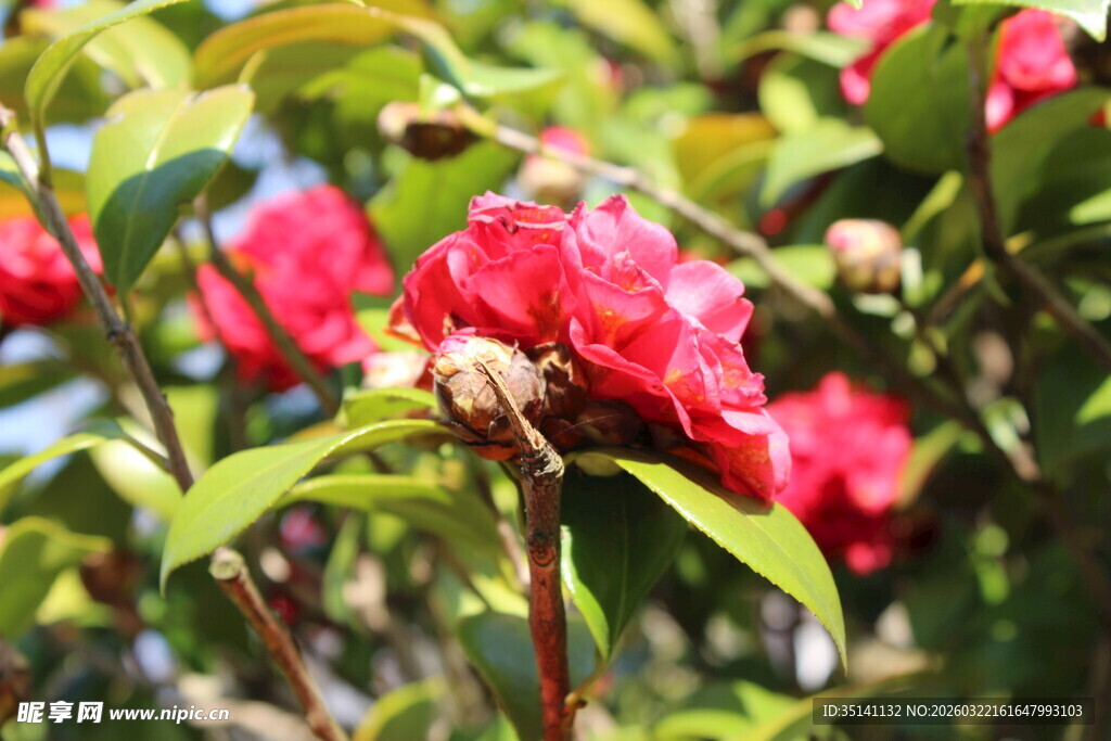 山茶花