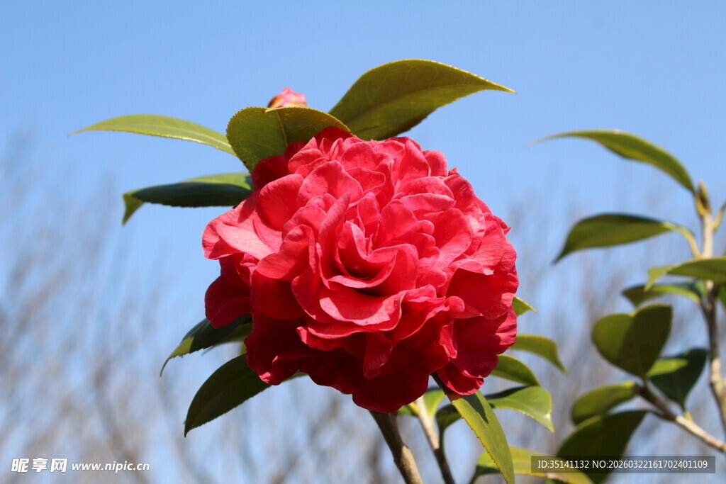 山茶花