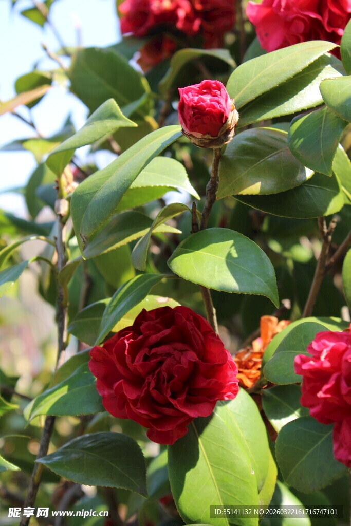 山茶花