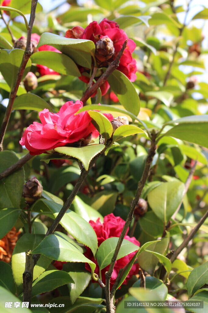 山茶花