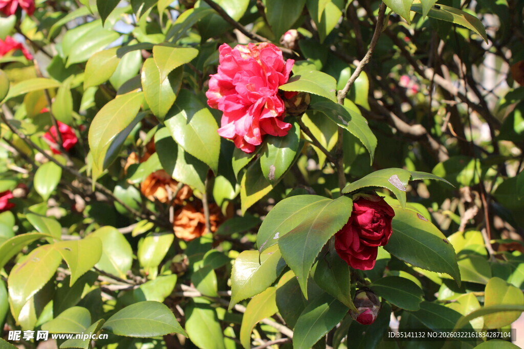 山茶花