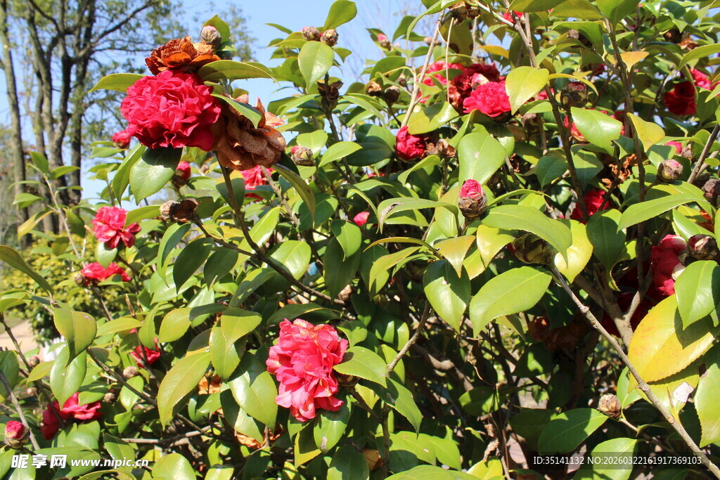 山茶花